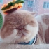 剃完毛的橘猫表示：我不是毛绒绒，我是实心胖。