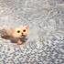 会游泳的猫咪超级萌！这样的猫肯定特别喜欢洗澡吧