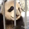 【幼崽飞云】我们的萌妹（门卫），从小就喜欢挂在门上