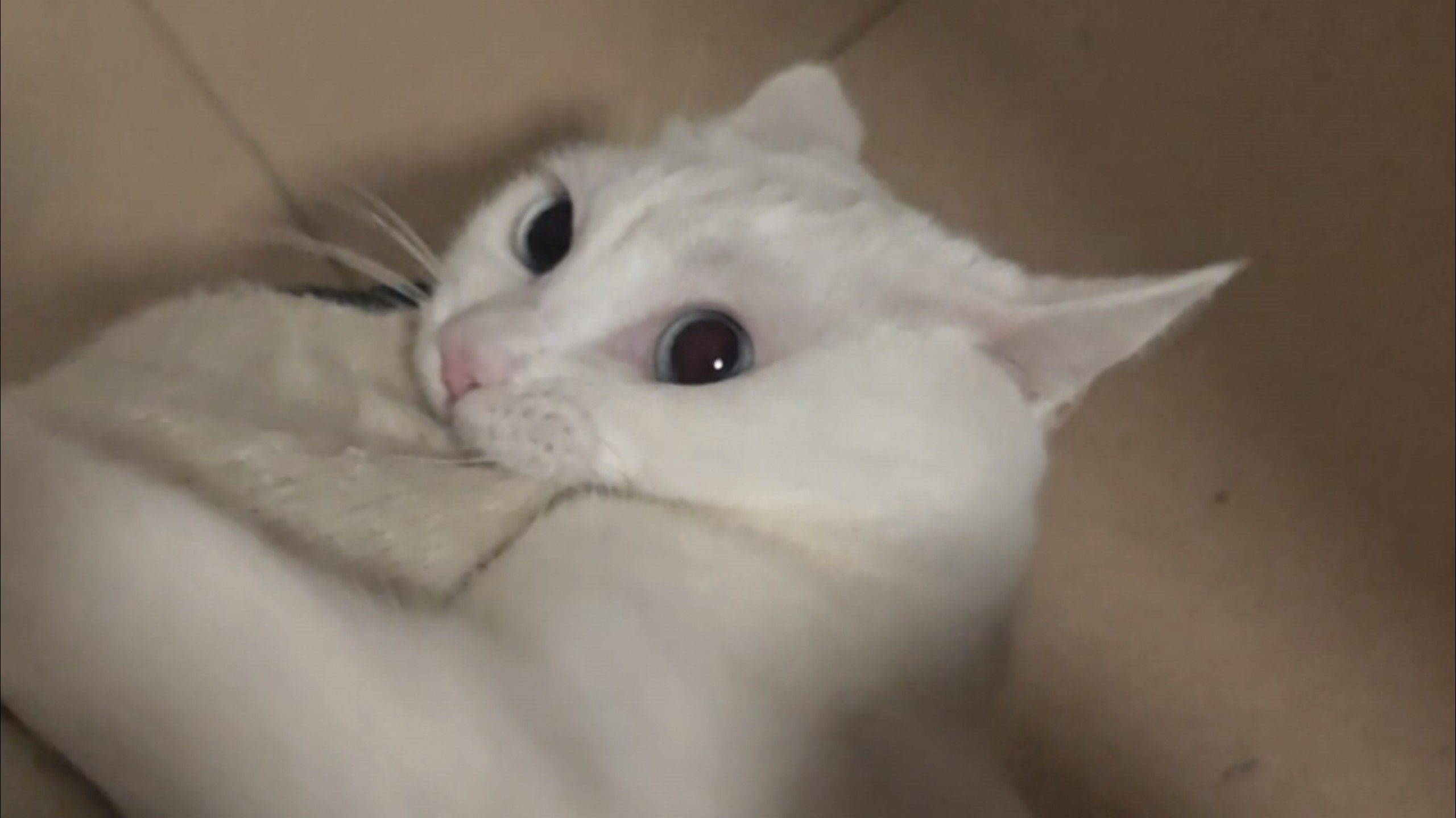 最有责任心的猫