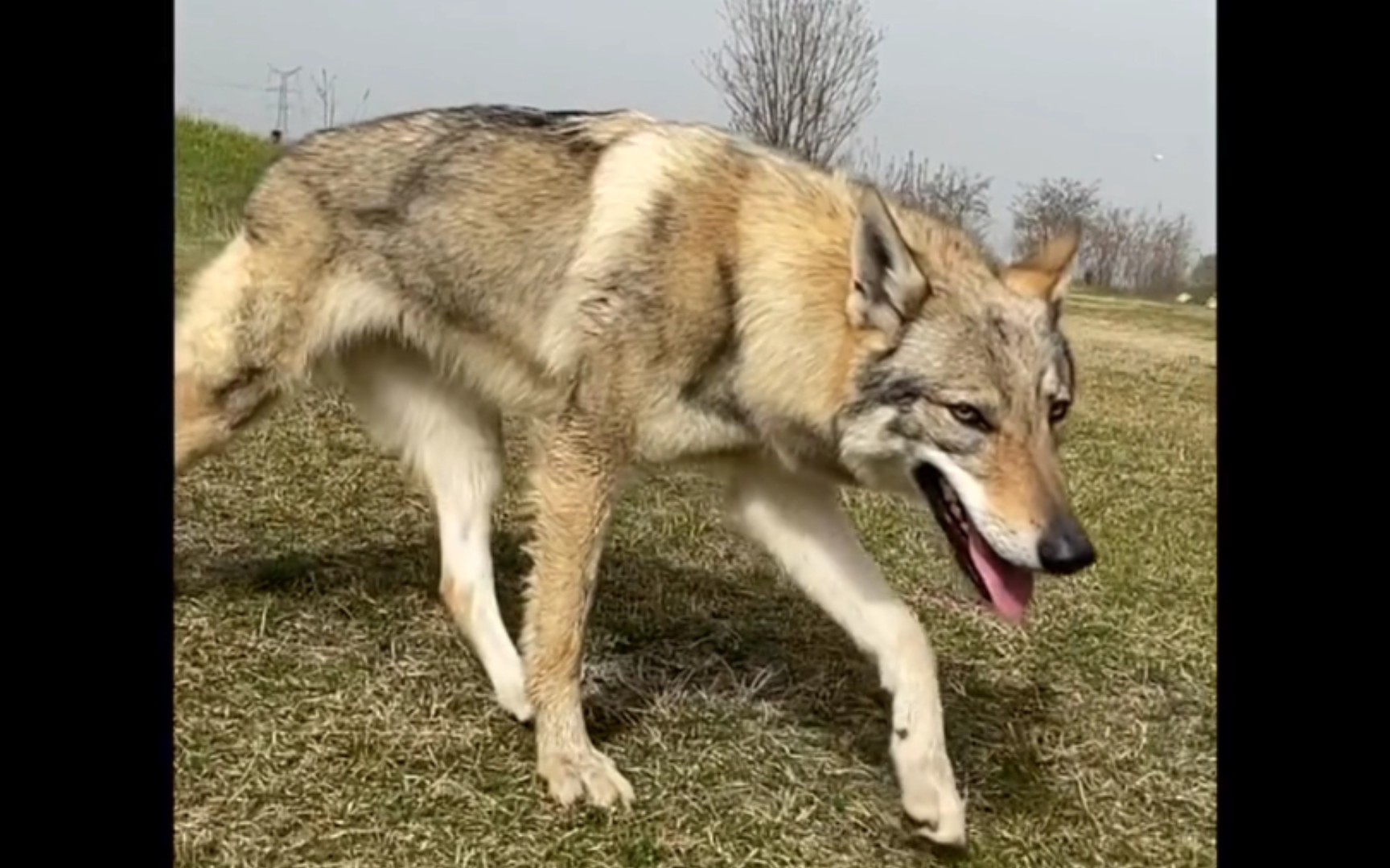 捷克狼犬当你走过来的时候你就是十分耀眼的光芒整个世界都为你帅气