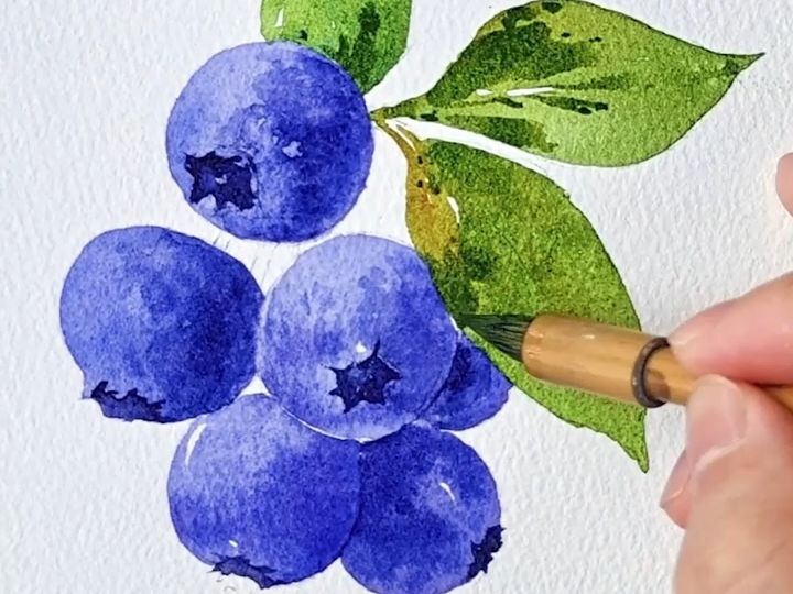 【水彩教程】新手也可以学的蓝莓画法~