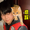 帅小伙救下被困金渐层，猫咪撒娇感恩踩奶