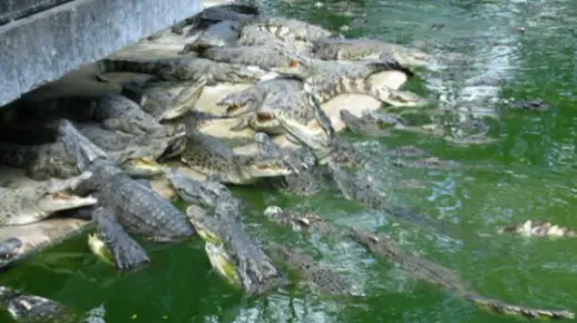梦游鳄鱼潭,无啮之缘的自由之旅 梦游鳄鱼潭,无啮之缘的自由之旅