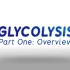 【中字】糖酵解1: 概览 Glycolysis: An Overview