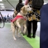 【生物安全】澳大利亚检疫犬｜Our biosecurity detector dogs safeguarding Aus