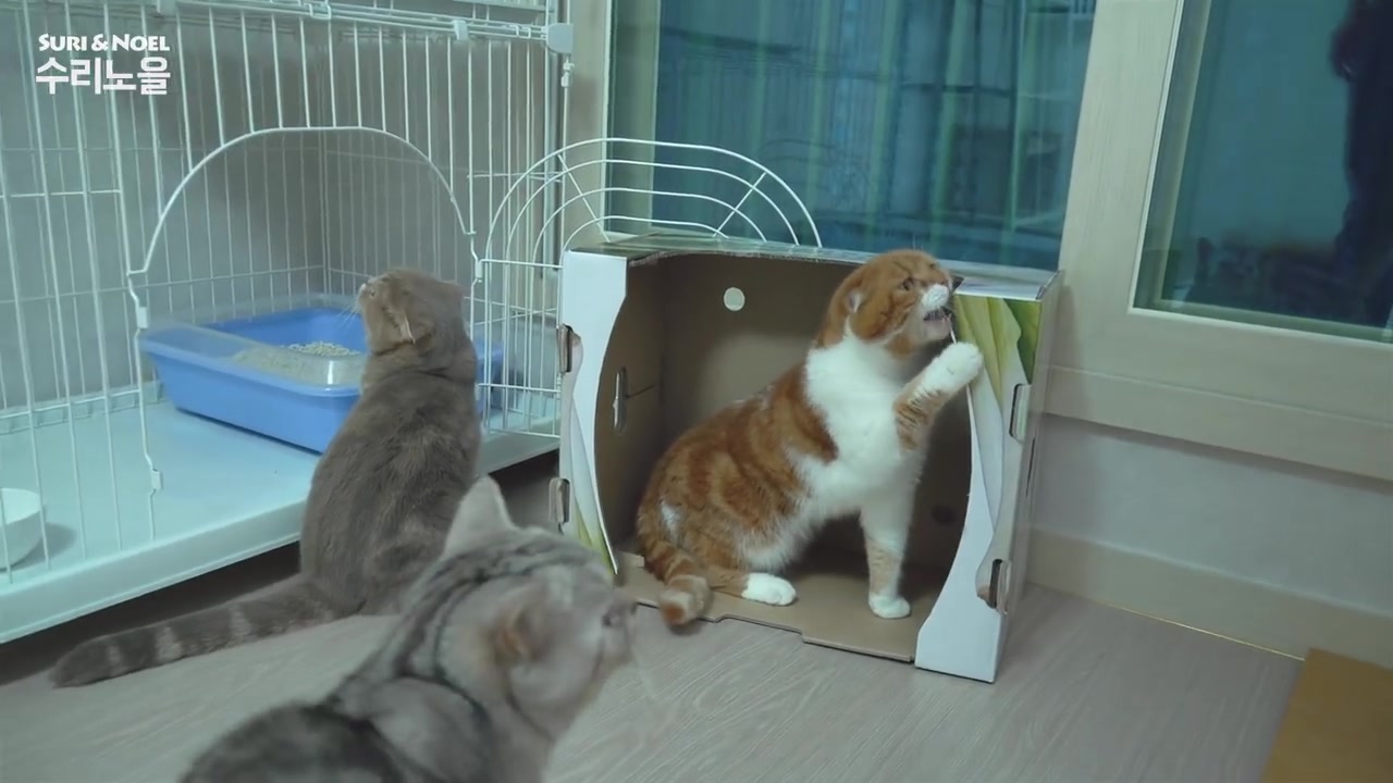 介绍猫咪房间[suri&noel ep372