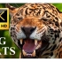 大猫8K超高清 - 老虎 狮子 猎豹 豹子 美洲豹 山猫