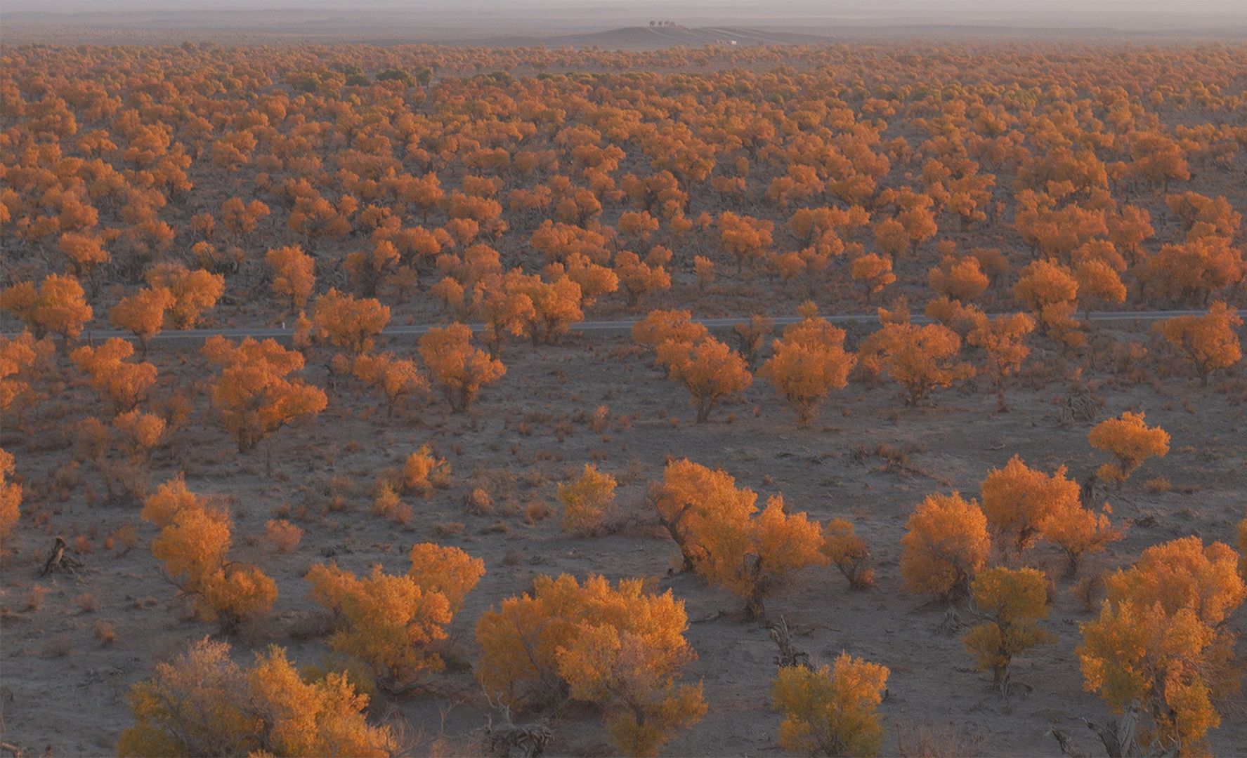 “沙漠上的胡杨林，彷佛在诉说着千年不朽的传说”