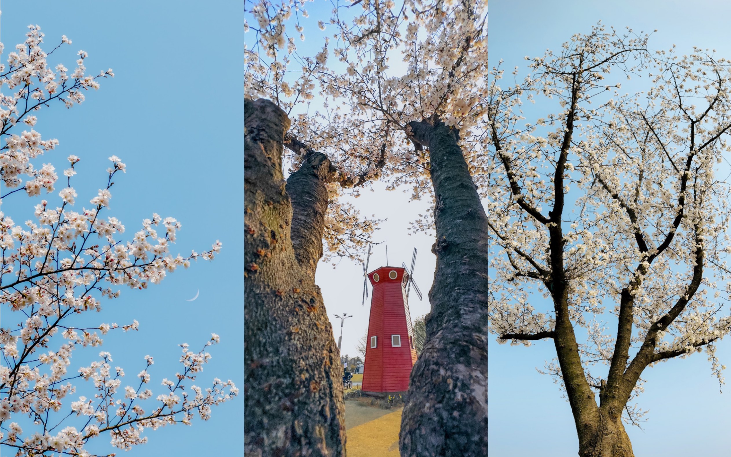 【拍照教程】春天樱花怎么拍更好看，四个角度和技巧