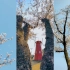 【拍照教程】春天樱花怎么拍更好看，四个角度和技巧