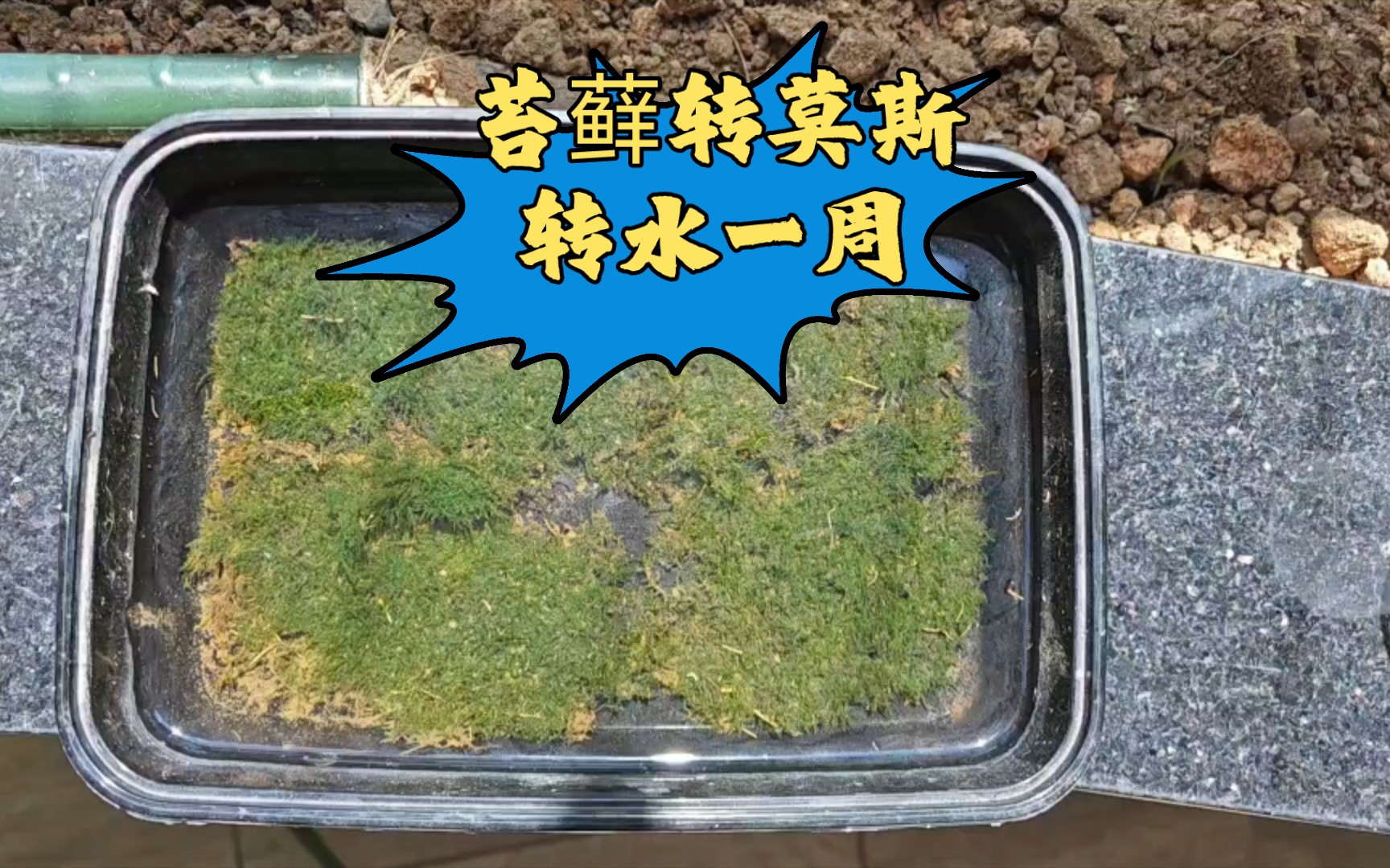 苔藓转茣斯，第一周是关键，看看转水效果