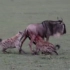 【动物吃播】鬣狗群合作捕食角马
