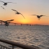 桥，海鸥，夕阳，飞机和大海