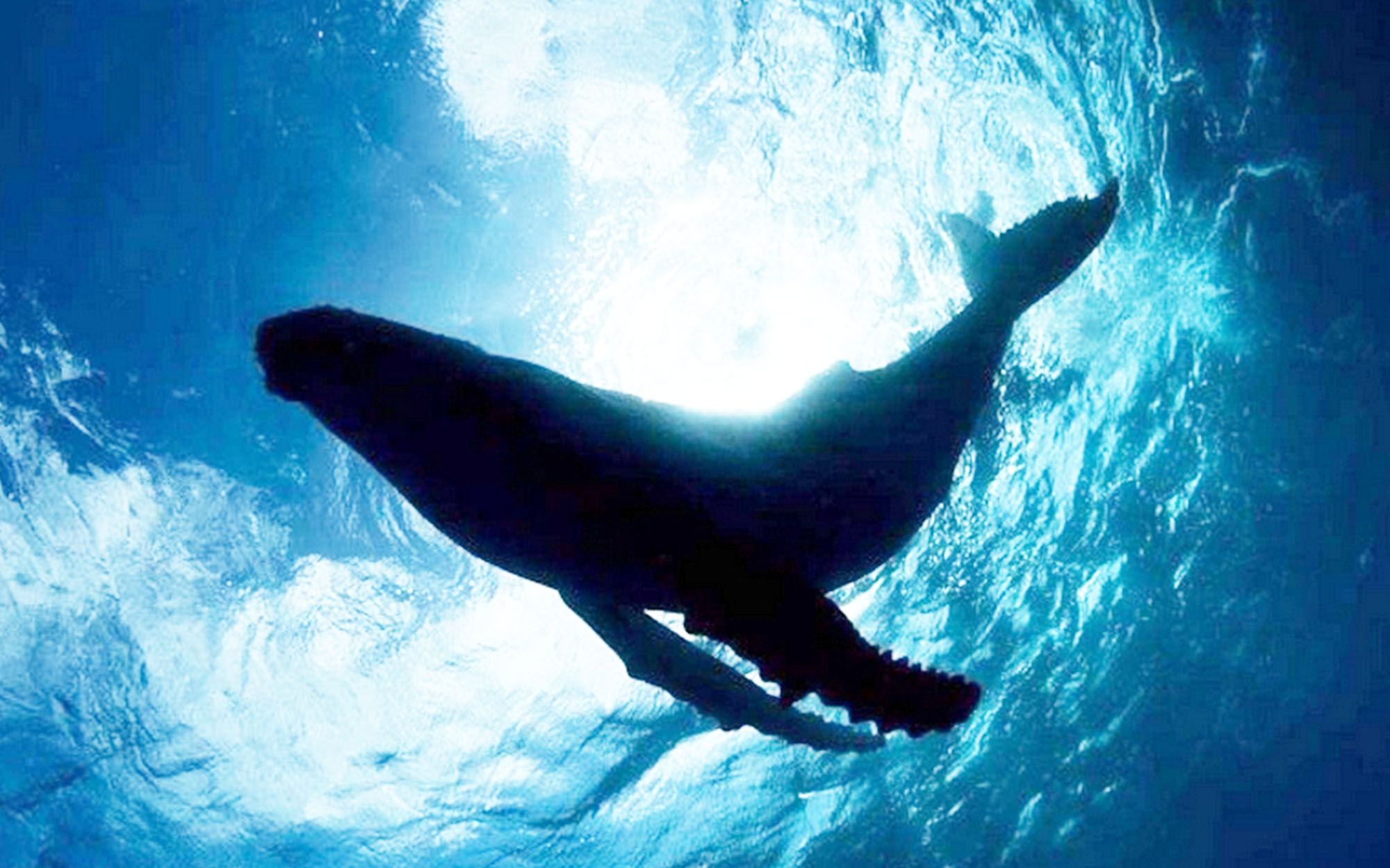 水彩画-潜水与鲸鱼在太空插画图片素材_ID:359468150-Veer图库