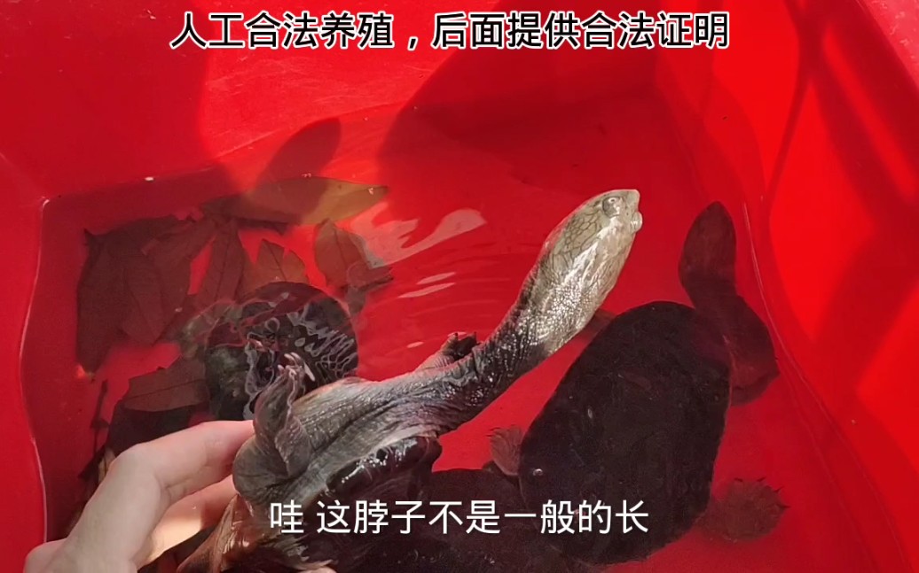 长蛇侧颈龟公母怎么区别？怎么看一只龟是深水龟，浅水龟？