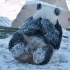黑龙江：多地迎降雪 大熊猫思嘉、佑佑“玩嗨了”