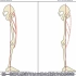 15膝关节过度屈曲和过伸及小腿三头肌的评估