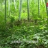 竹子生长过程