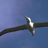 【世界最大的海洋鸟类】“飞行大师”信天翁