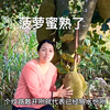 四季结果的菠萝蜜熟了，果肉多核小囗感清甜爽脆，有各种各样品种#菠萝蜜#木菠萝#茂名信宜