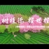 植树植德 樱世樱缘——【物物地图】带您走进中国崇明第六届山樱花节