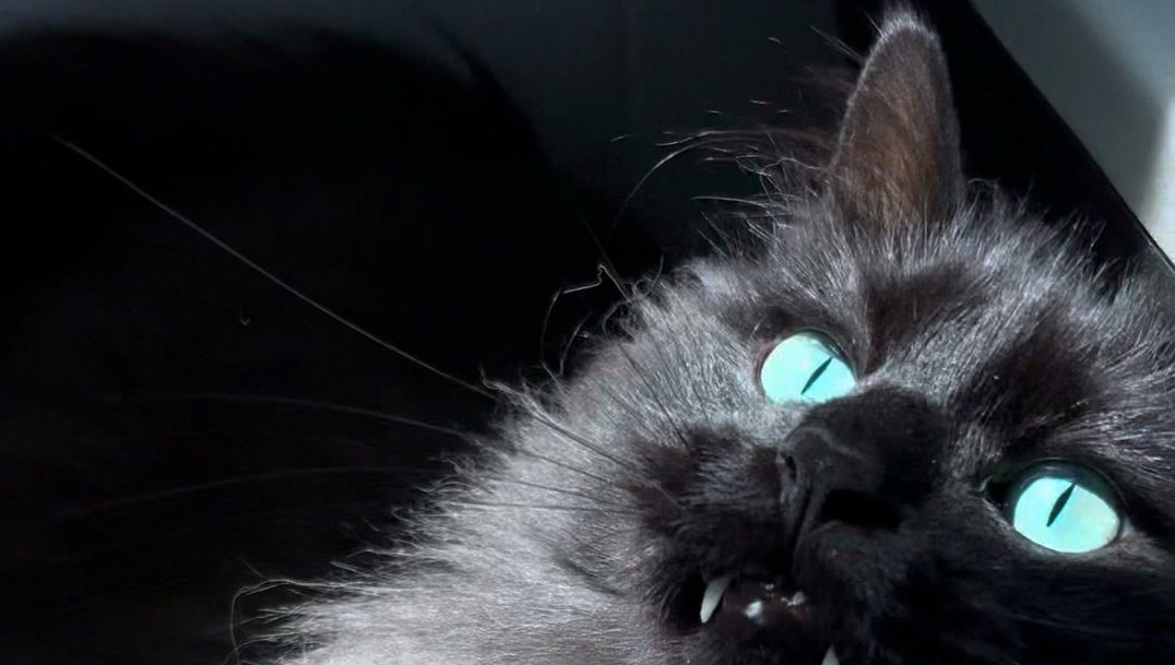 像不像魔女的黑猫
