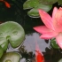 草金也有夏天 小池塘的小鱼和莲花