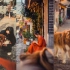 用GoPro 11边遛狗边扫街是一种什么体验？VLOG.67|第一视角扫街系列｜与阿拉斯加一起拍照看夕阳
