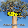 猴面包树:生命和环境的摇篮