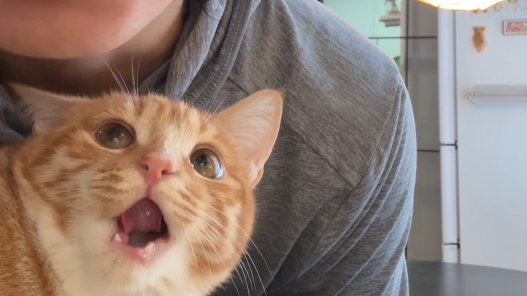 别养猫狗了吧就..