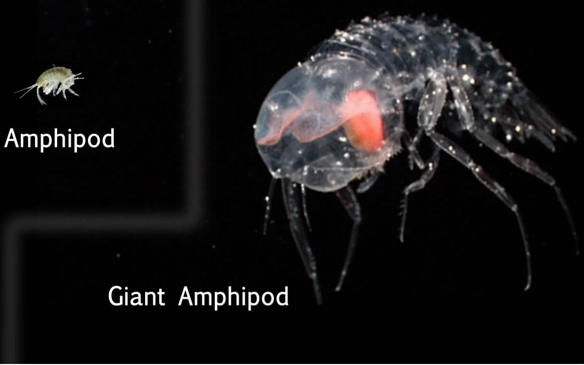 【双语】揭秘地球上最深的地方-马里亚纳海沟 @游民星空字幕组视频在线观看_ 放肆吧