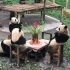 【大熊猫双重喜庆】四只猪猪提前过生日！