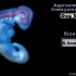 胚胎神经发育（大脑和脊髓的形成过程）