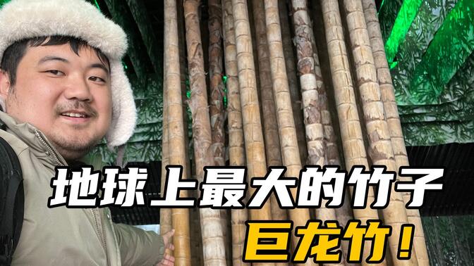 浙江安吉竹博园：这里有200多种竹子，还有大熊猫，适合亲子游！