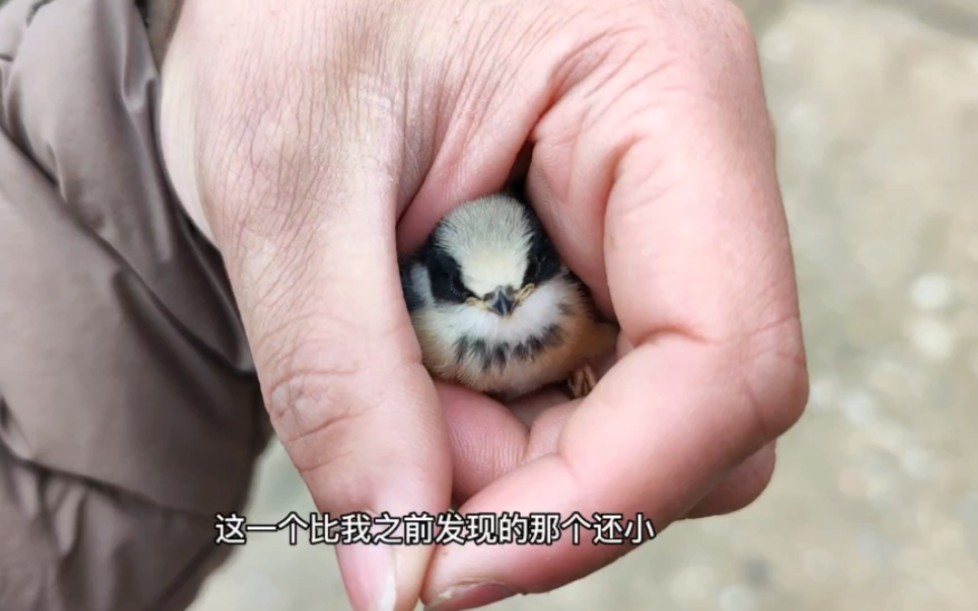 中国最小的小鸟，今天看看它们的窝，这么完美的窝也挡不住暴风雨