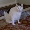 【huh猫经典姿势返场】huh猫的经典动作，呆萌的点头动作表达了它对罐罐的强烈渴望