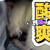 鼠子：味道好才睡得好