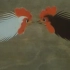 国产老动画-斗鸡-1988