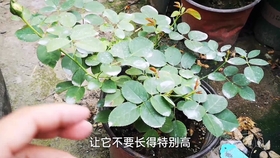 2f09366d59efcbdb9535e49371b4db7d5ae12c2a.jpg@280w_158h_1c_100q.jpg