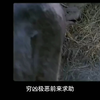 烈焰之武庚-21-22集