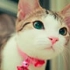 【猫片】猫咪物语 5【地震之后猫咪的生活】