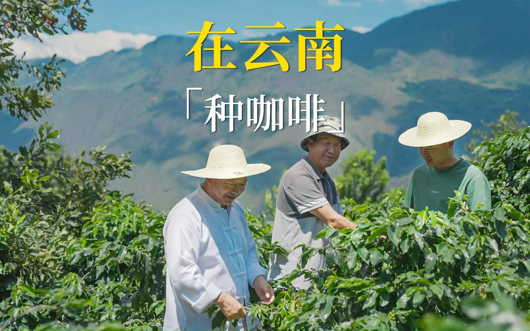 谁说国产咖啡没有精品？他带着云南老乡，种出个“中国咖啡第一村”。