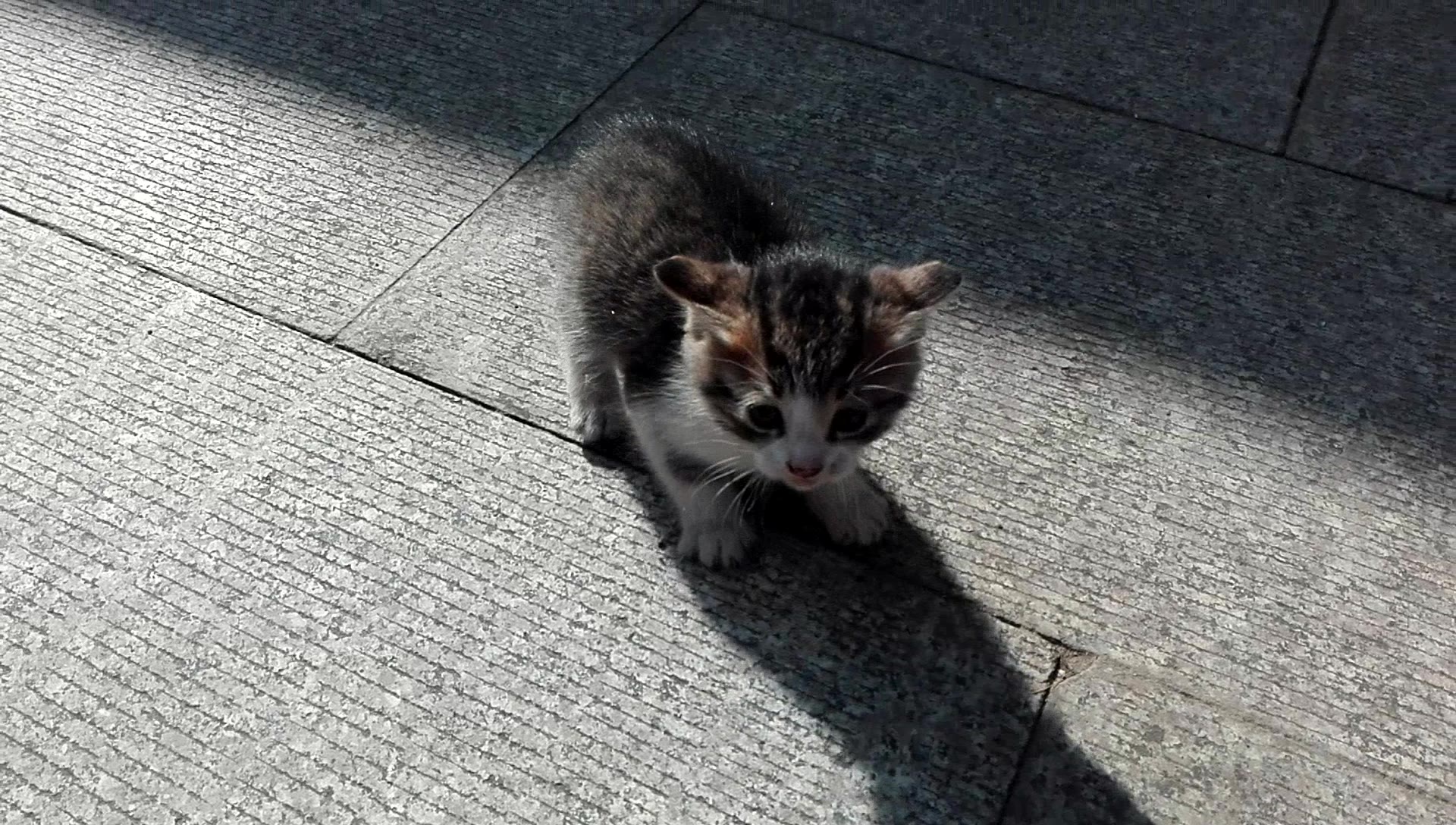 狸花猫小奶猫第一次见到陌生的事物超凶又有点害怕