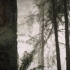 萌新爆肝自制UE4毕设短片-《Misty Forest迷雾森林》