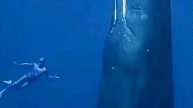 2f28010f17b5c9ce58eecb8ea7302b278697c006.jpg@280w_158h_1c_100q.jpg