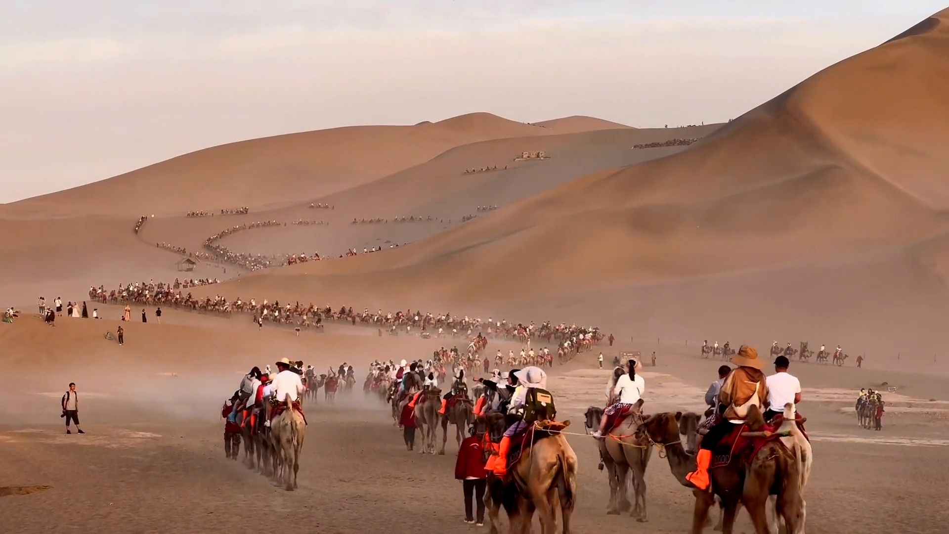 敦煌又堵骆驼了！景区一天接待超5万人 实拍队伍壮观望不到边