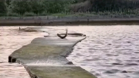 2f351b6b29aff43908ed30d9e7d72fe4b6d968e0.jpg@280w_158h_1c_100q.jpg