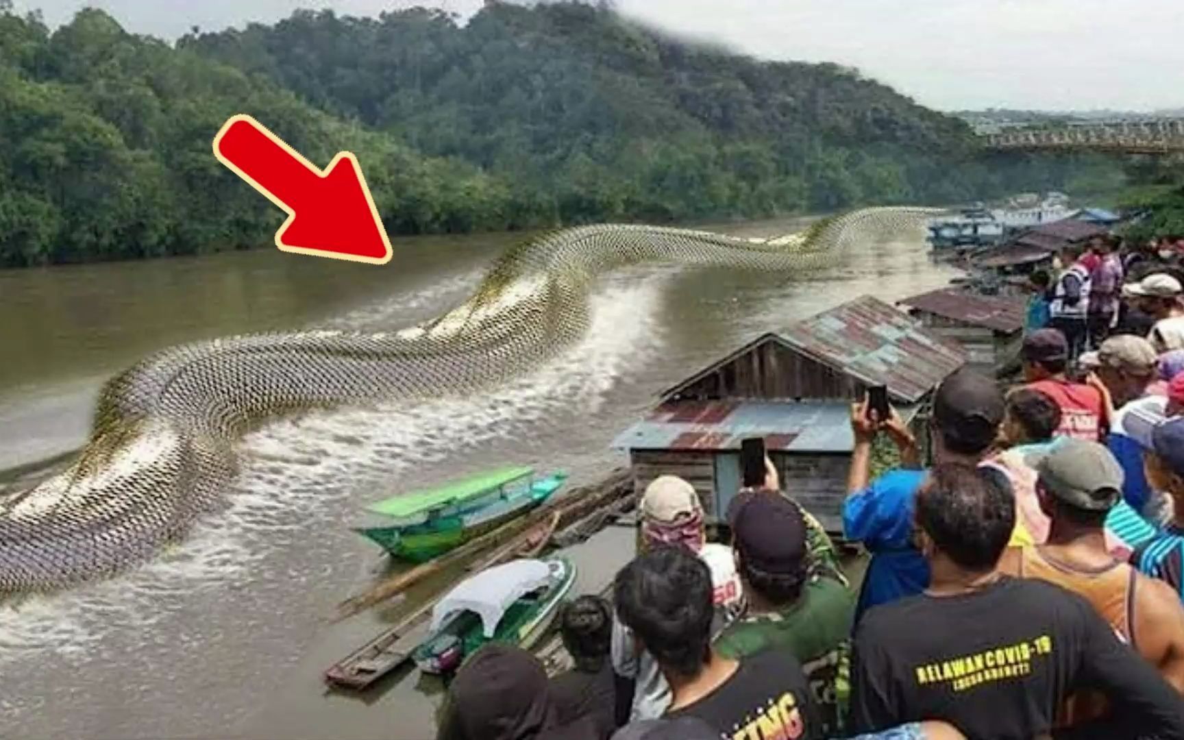 15米！世界上最大的10条蛇