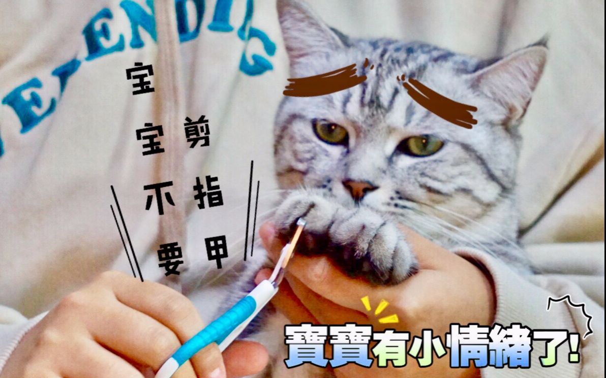 女主人给猫咪剪指甲,喵嘴里抱怨着一脸不高兴,但还是乖乖剪完了!